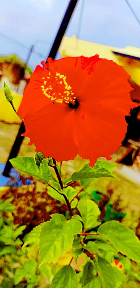 Hybrid Hibiscus Varieties Flower - Free Flower Download